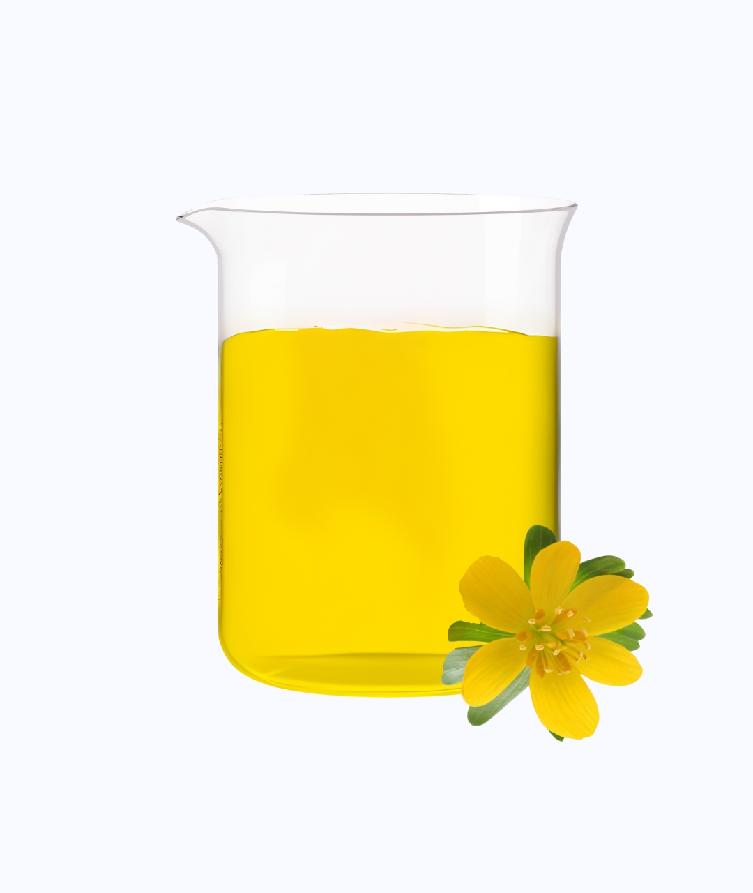 Evening Primrose Oil