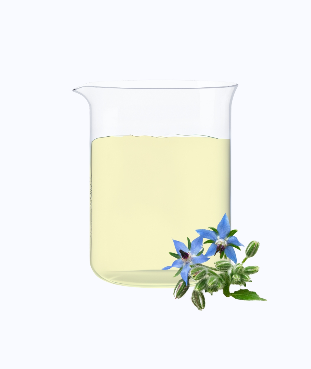 Borage Oil